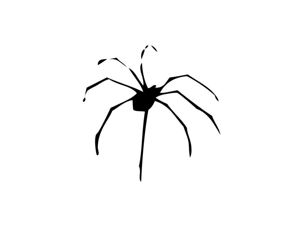 Spider Craft SVG Cut File